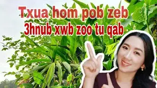 Pob zeb hauv raum,hlab raum,tsib ,zai zi 3hnub xwb zoo tu qab
