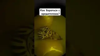 Способы борьбы с насекомыми #урожай #вредители #насекомые #защитарастений #черви #бактерии
