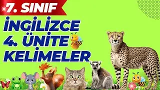7. Sınıf İngilizce 4. Ünite Kelimeleri | Wild Life