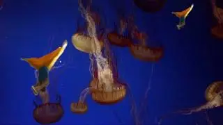 Psychedelic pole