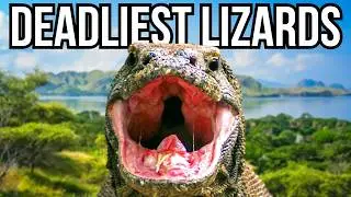 Ranking 5 Of The Deadliest Lizards In The World From Least Deadly To Deadliest
