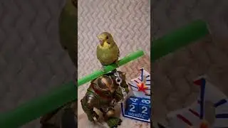 С бодрым утром😴 от попугайя 🦜 