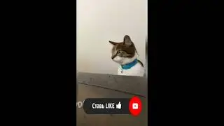 Кот в шоке от собак #Shorts