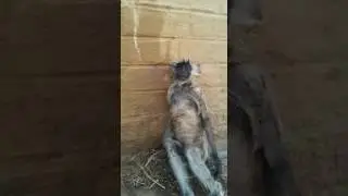 electric shock monkey comedy