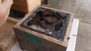 Divisão de uruçú cinzenta, abelha tiúba do Maranhão
