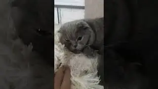 #орхидейки