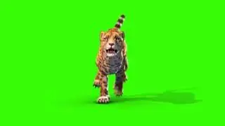 Angry tiger attacking green screen for free
