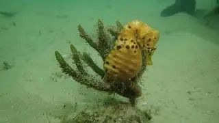 Как размножаются пузатые морские коньки (Hippocampus abdominalis) ?