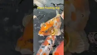 Watch these koi carp eating from my hand