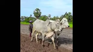 ជីវិត​កសិករ​កម្ពុជា​ពឹង​លើ​គោ​ទាំងនេះ ដែល​ជួយ​ភ្ជួរ​ដី និង​ដាំ​បន្លែ​