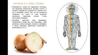 19.4. Сила зелёного зелья