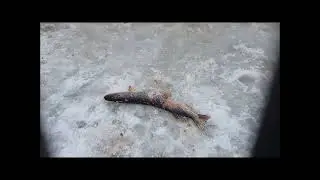 На  Мологе  катастрофа !