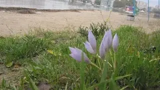 В Крыму вторая весна