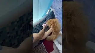 Как научить своего кота ходить на унитаз