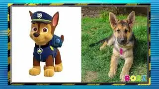 Patrulha Canina Todos os Personagens Filhotes Animais em Vida Real ‹ Robz ›