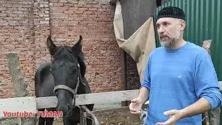 Результат работы личного пространства. Жеребенок Лошадь, Туман