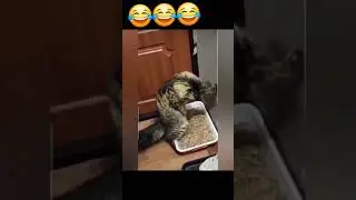😂😂😂