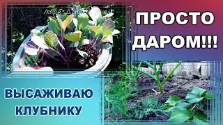 Будни огородницы/В ДОБРЫЕ РУКИ/ПОГОДА  РАДУЕТ/РАБОТАЮ В ОГОРОДЕ