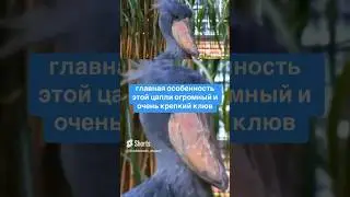 Китоглав 