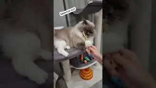 Характер🐈 #рекомендации #шортс #смешныевидео #shorts #приколы #юмор #топ #тренд #кот #популярное