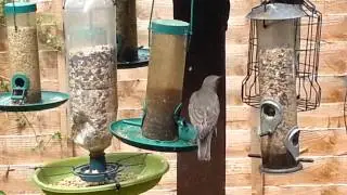 Young starling going mad for mealworms