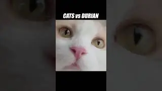 Tastes better than it smells... or does it? #cats #kittisaurus #durian #tastetest