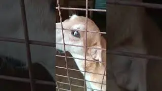 Красивый пёсик    #собака #dog #dogs