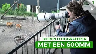 Wildlife fotografie met een 600mm telelens! | Dieren fotograferen | Zoom.nl | #1