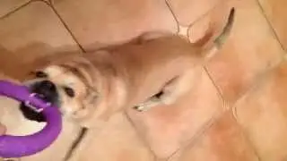 Ca de bo having fun