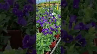 Кампанула медиум гуллари обзор