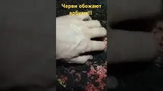 Черви обожают арбузы!!!