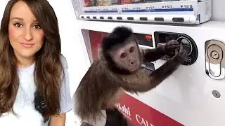 MONKEY USES VENDING MACHINE!