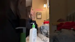 Get ready with me with this living teddy bear a schnauzer 😁🐶 | Filipina in the U.S 🇺🇸 #shorts
