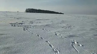 Хороший день