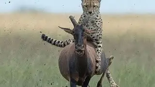 WILDLIFE // preys escape from death // simba avamia kundi zebra wajihami