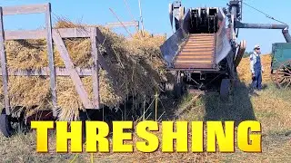 Threshing with Steam Power | Fall Harvest Days at Reynolds Museum | Wetaskiwin, Alberta