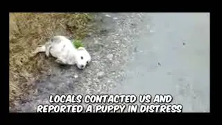 poor puppy 😔😔 emotional 😞😞