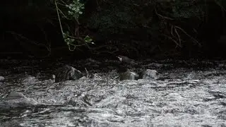 The dipper
