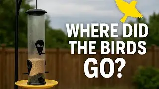 5 Reasons Birds Aren’t Visiting Your Feeder in Summer (And How to Fix It)
