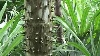 Mauritiella armata Palm at Fairchild Tropical Gardens