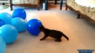 Кошки №1