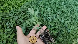 Atalık Tohumlar nasıl fide haline getirilir