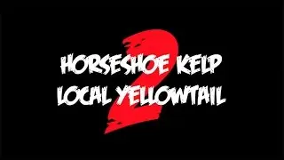 Horseshoe Kelp - Local Yellowtail 2