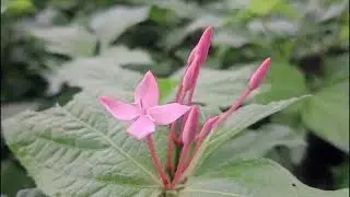 Ranjan Flower Plant Care & Cultivation Tips | Easy Gardening Guide