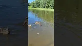 Уточки