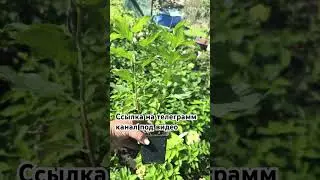 Приходите в телеграмм , ютуб не дает загружать видео https://t.me/Gortenziievgeniimanagarovoi
