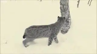 Werecat Spells