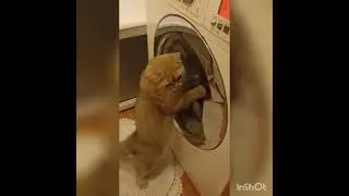 Кот😻