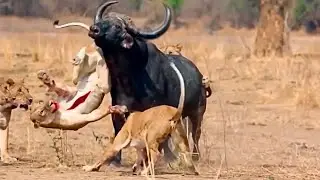 The Asian buffalo is the largest bull that can tear apart lions and swim in water!