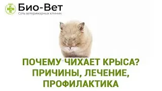 Почему Чихает Крыса? - Причины, лечение, профилактика // Сеть Ветклиник Био-Вет